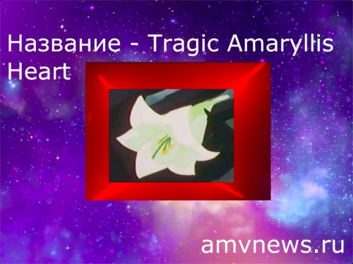 Tragic Amaryllis Heart